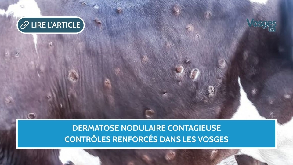 Dermatose nodulaire contagieuse : contrôles renforcés dans les Vosges